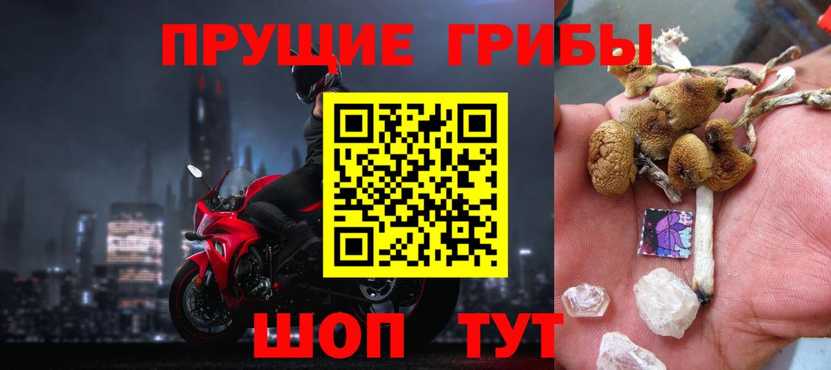 Псилоцибиновые грибы Psilocybe Буйнакск